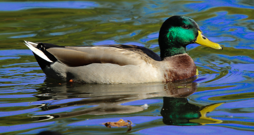 Print In Class A By Bernardine Kane For Proud To Be A Mallard OCT-2018.jpg